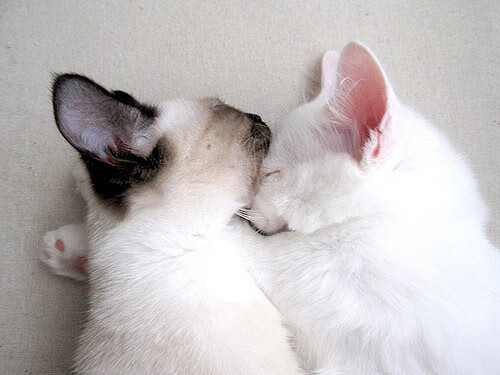 久保建英爆发,乌拉圭稳稳拿下奥地利,亚洲新星与世界劲旅的双重奏